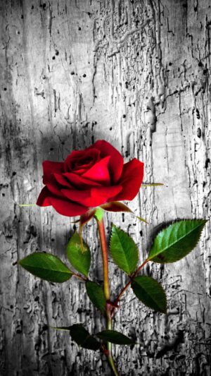 4K Rose Wallpaper 