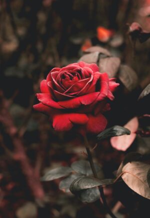 Rose Wallpaper 