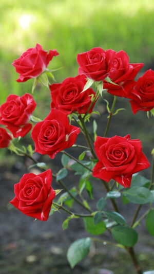 Rose Background 