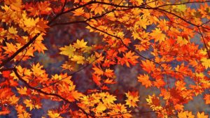 Autumn Leaf Wallpaper Desktop