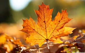 Desktop Autumn Leaf Wallpaper