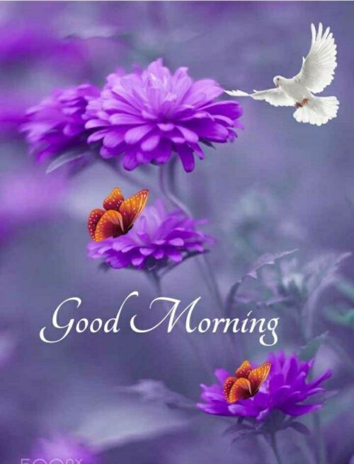 Good Morning Wallpaper WhatsPaper