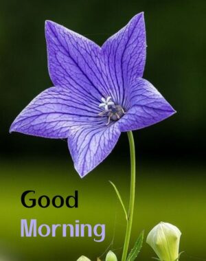 HD Good Morning Wallpaper