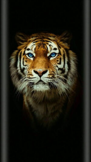 Tiger Wallpaper 