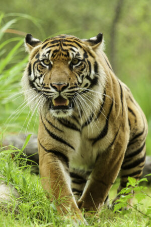 HD Tiger Wallpaper 
