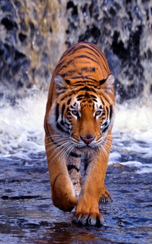 4K Tiger Wallpaper 