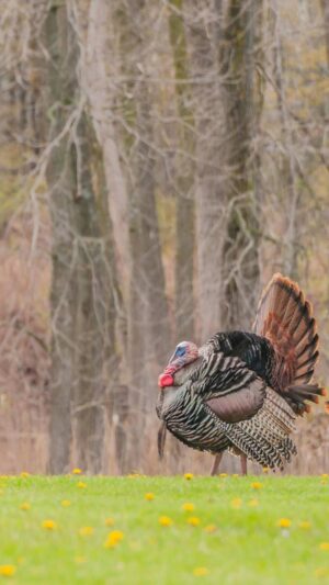 Turkey Bird Wallpaper 