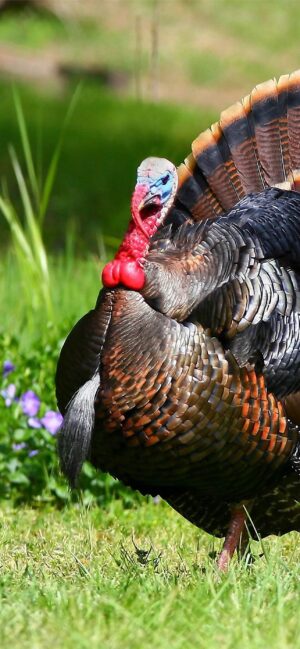 HD Turkey Bird Wallpaper 