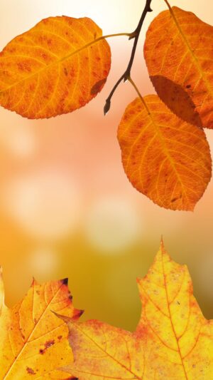 Autumn Leaf Wallpaper