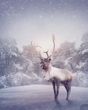 Reindeer Wallpaper 