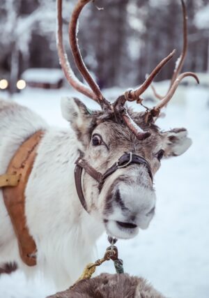 HD Reindeer Wallpaper