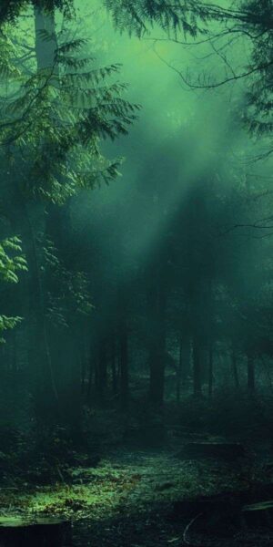 Forest Wallpaper