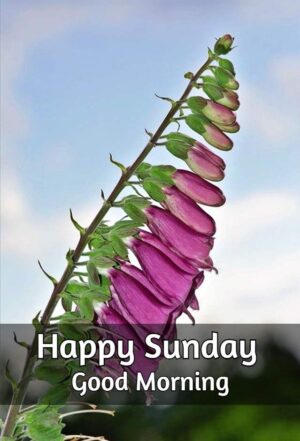 Good Morning Wallpaper