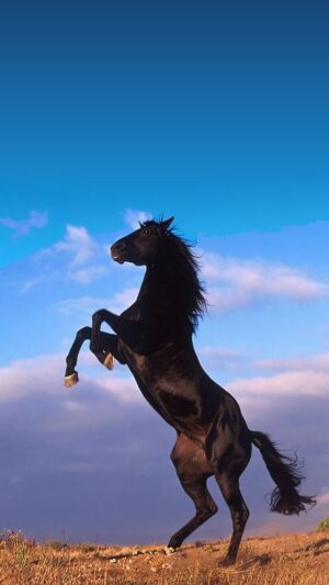 Horse Wallpaper 