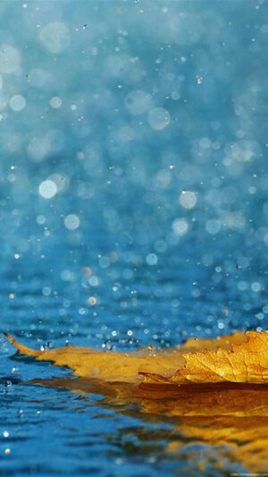 Rain Wallpaper 