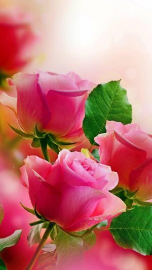 HD Rose Wallpaper 