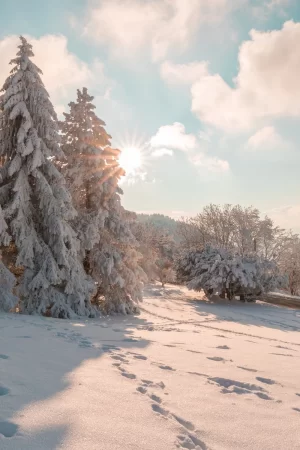 Winter Wallpaper 