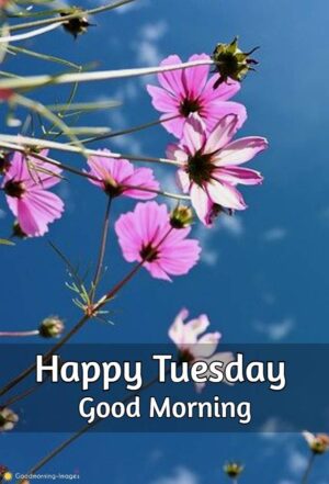 Good Morning Tuesday Wallpaper