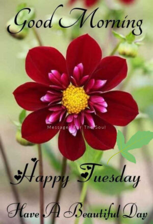 Good Morning Tuesday Wallpaper