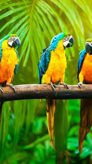 Parrots Wallpaper 