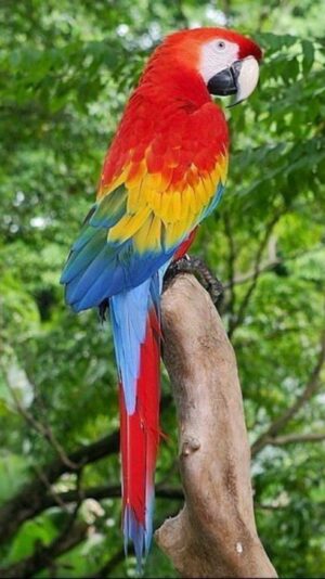 Parrots Background