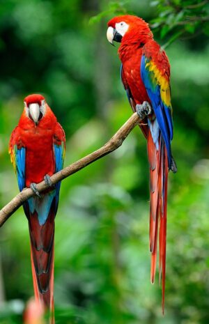 Parrots Wallpaper