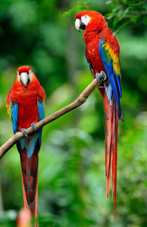 Parrots Wallpaper 