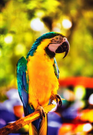 Parrots Background