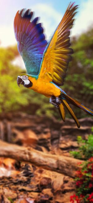 4K Parrots Wallpaper