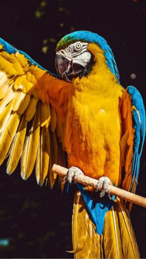 HD Parrots Wallpaper 