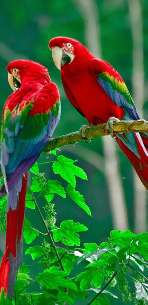 HD Parrots Wallpaper
