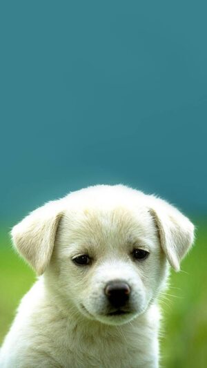 Puppy Wallpaper