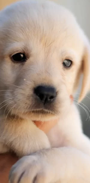 Puppy Wallpaper