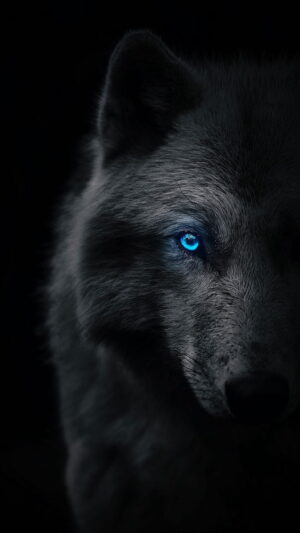 Wolf Wallpaper