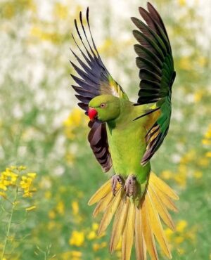 Parrots Wallpaper