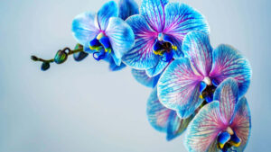 Desktop Orchids Wallpaper