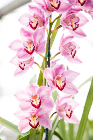 4K Orchids Wallpaper