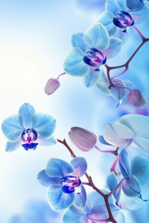 Orchids Wallpaper