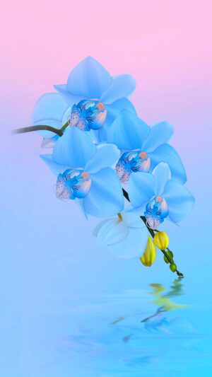 Orchids Wallpaper