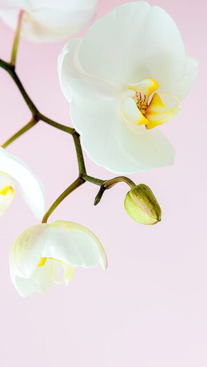 Orchids Wallpaper