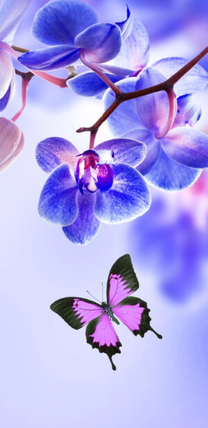 HD Orchids Wallpaper