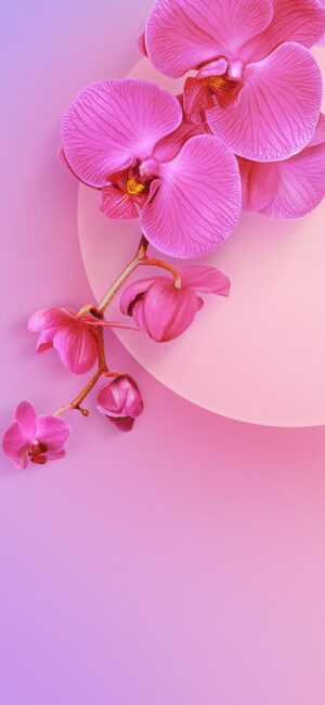 Orchids Wallpaper 