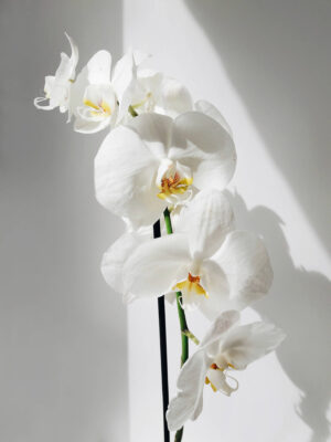 Orchids Wallpaper 