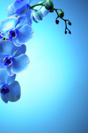 Orchids Wallpaper 