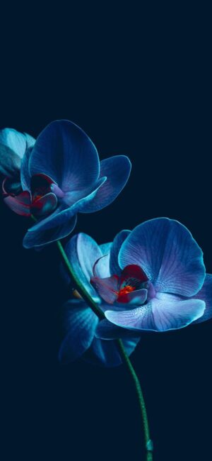 Orchids Wallpaper