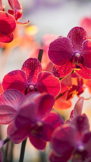 Orchids Background