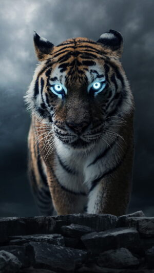 Tiger Wallpaper