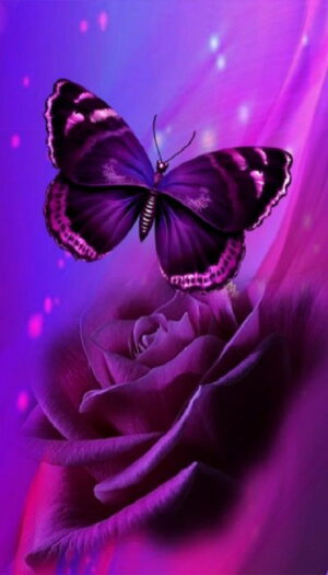 Butterfly Wallpaper 