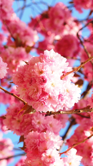 HD Cherry Blossom Wallpaper