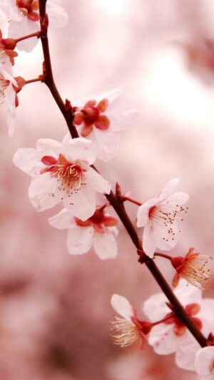 Cherry Blossom Wallpaper 